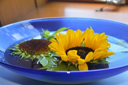 Gelbe Sonnenblumen schwimmen in blauer Schale