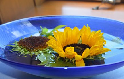 Gelbe Sonnenblumen schwimmen in blauer Schale